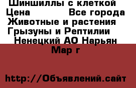 Шиншиллы с клеткой › Цена ­ 8 000 - Все города Животные и растения » Грызуны и Рептилии   . Ненецкий АО,Нарьян-Мар г.